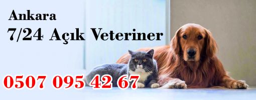 ankara nöbetçi veteriner